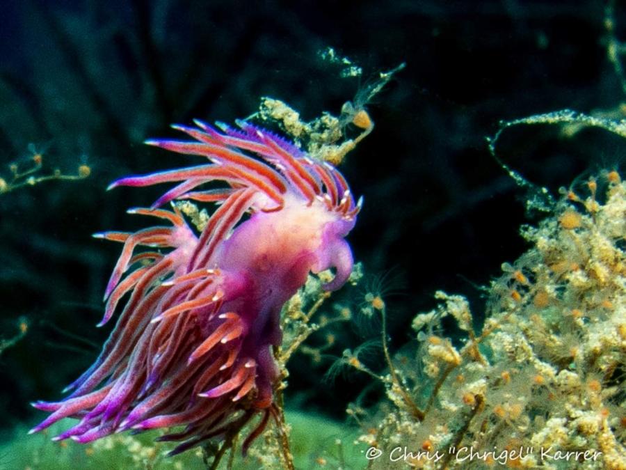 Biankas Garden - Flabellina Affinis Nudibranch