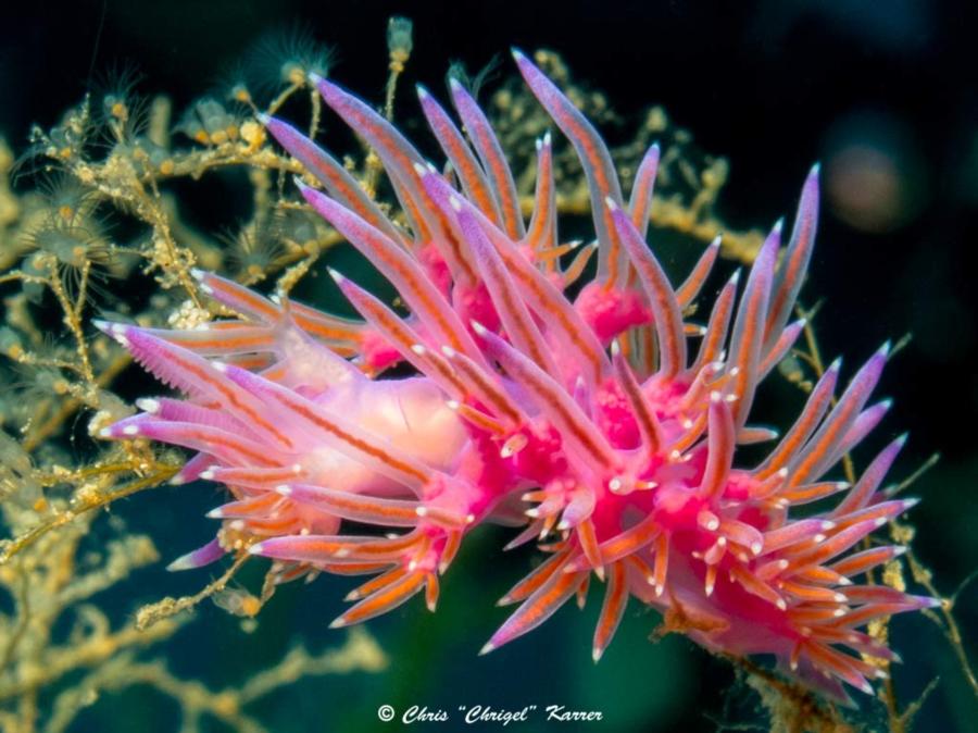 Seca Punta Nera di Osala - Flabellina Affinis Nudibranch