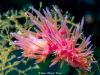 Flabellina Affinis Nudibranch - SardiniaDivers