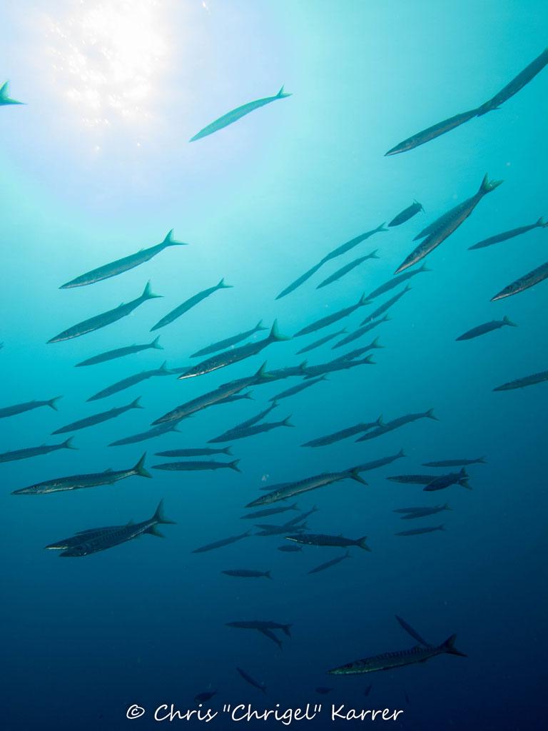 Seca Punta Nera di Osala - Barracudas