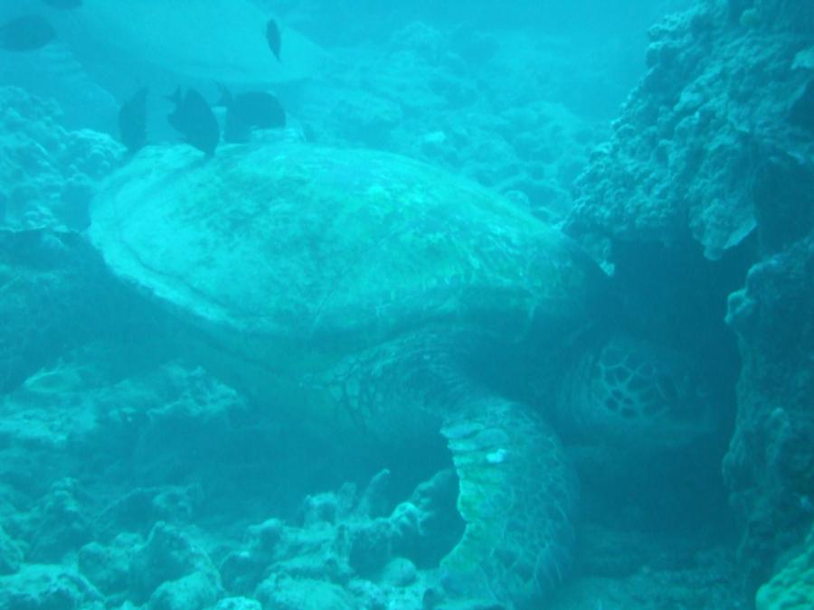 Turtle Alley - Turtle cleaning station