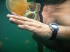 Jellyfish Lake - Jellyfish Lake, Palau