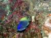 Damselfish - JimmyScherrer