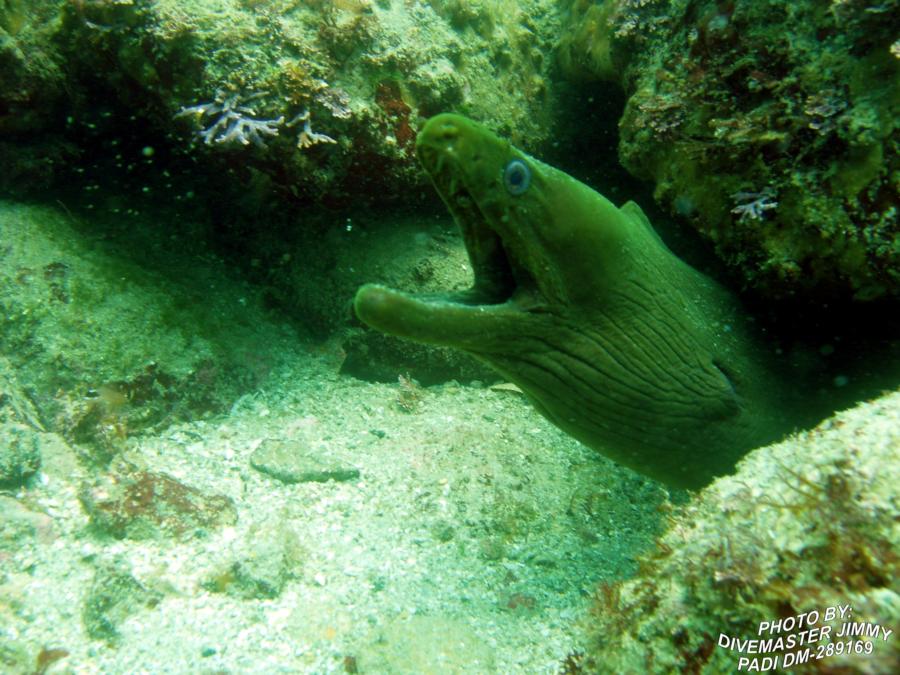 Lighthouse, San Pedro Nolasco Island - Green Moray