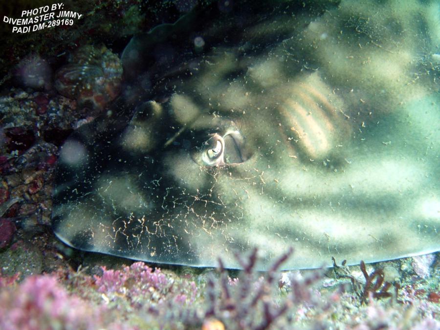 Lighthouse, San Pedro Nolasco Island - Guitarfish p2