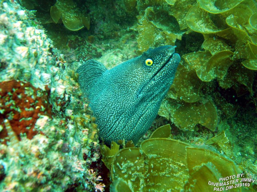 Lighthouse, San Pedro Nolasco Island - Speckled Moray