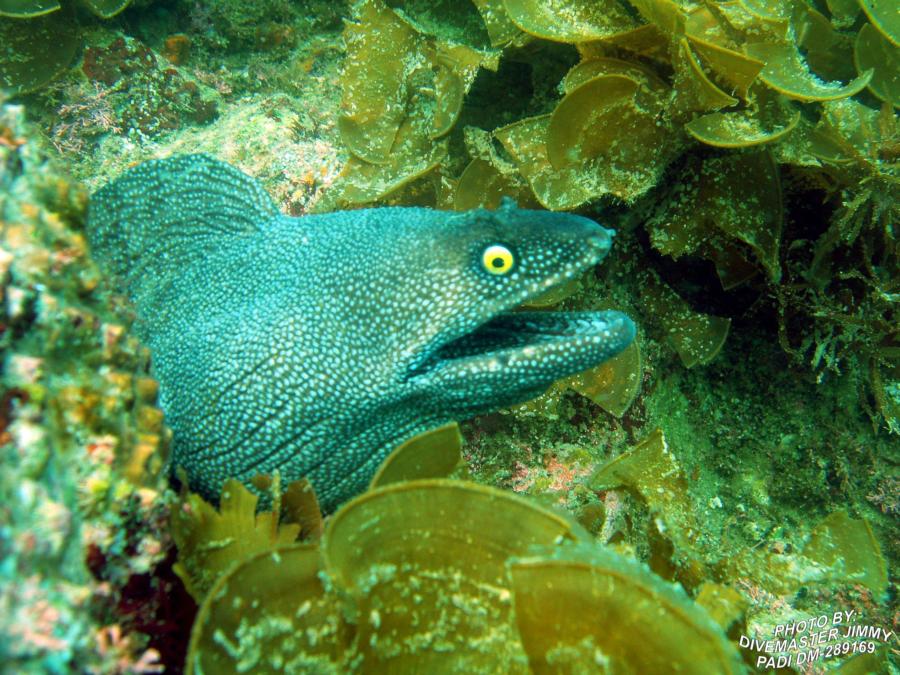 Lighthouse, San Pedro Nolasco Island - Speckled Moray p2