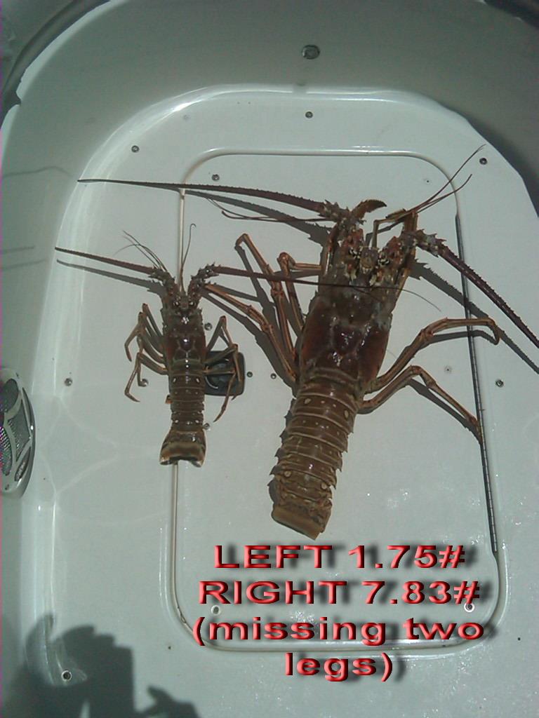 Dry Rocks, Key Largo - big lobster