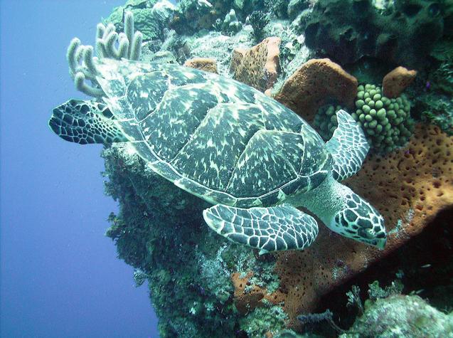 Shangrila - Shangrila Dive Site Columbus Isle Bahamas