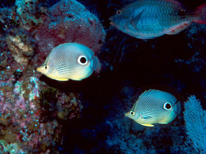 Shangrila - Shangrila Dive Site Columbus Isle Bahamas