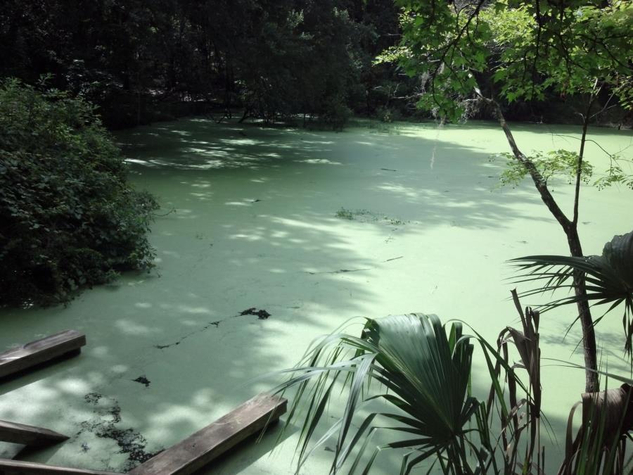 Catfish Hotel @ Manatee Springs State Park - Cat Fish Hole