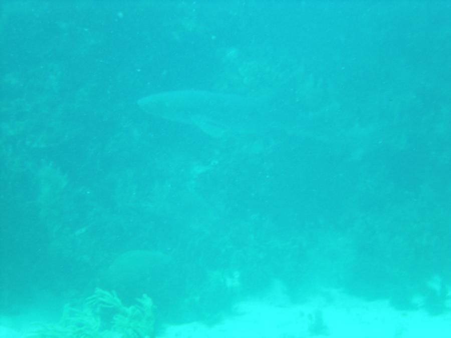 Patch - Nurse Shark