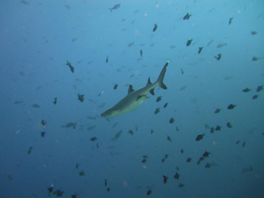 Peleliu Express - Pregnant White Tip