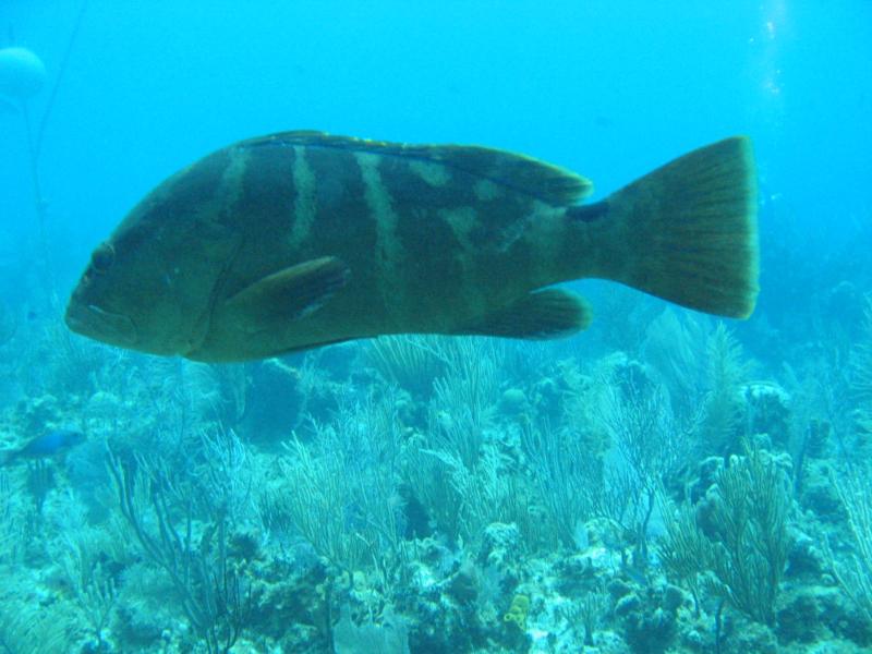 Great Wall West - Great Wall very friendly grouper