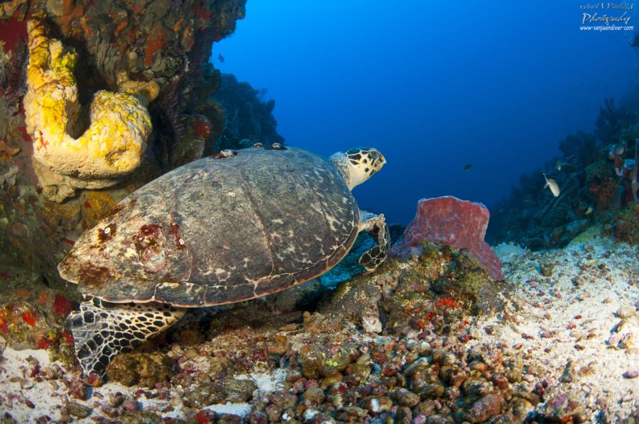Isla de Mona - Hawksbill sea turtle