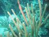 Tamarindo Reef - Trumpet Fish