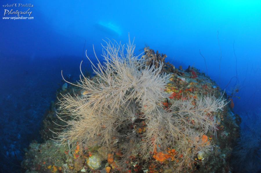 Domincan Rock - Photo uploaded by  (Diving Puerto Rico20120105_1371r.jpg)