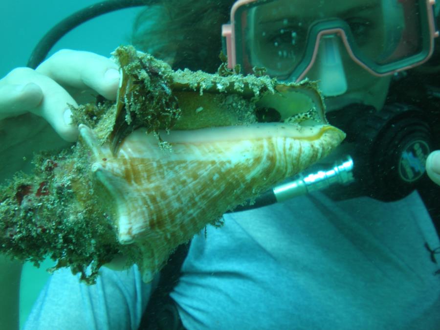 Figure 8 Reef - Queen Conch closeup