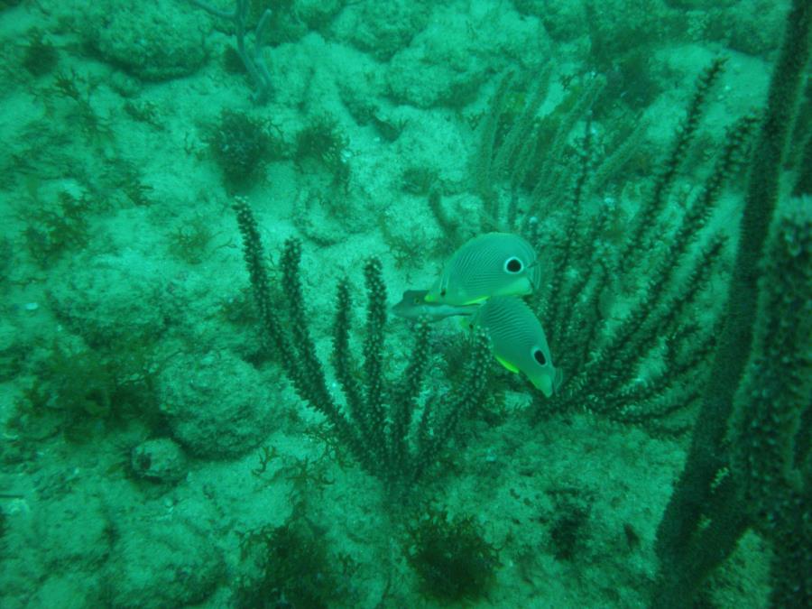 Tony’s Reef - 4 eye butterfly pair