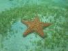 Inner Reef - Sea Star