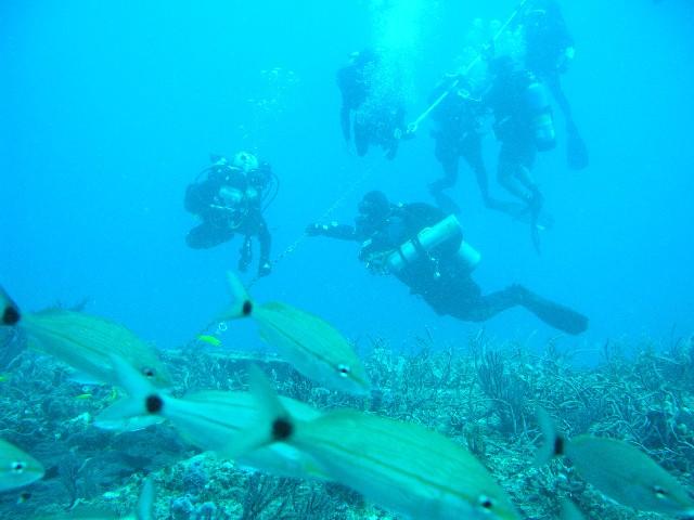 C-One - divers from singledivers.com heading back up