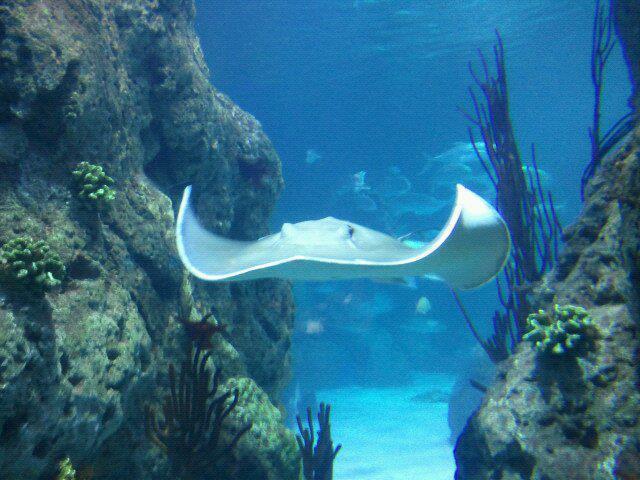 Under the Sea - Denver Downtown Aquarium - Ray at Under the Sea Exhibit