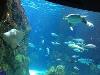 Under the Sea - Denver Downtown Aquarium - Under The Sea Eel