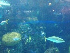 Under the Sea - Denver Downtown Aquarium - Dining Room 02