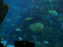 Under the Sea - Denver Downtown Aquarium - Dining Room 03