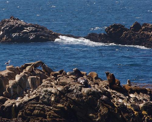 Point Lobos State Marine Conservation Area - Point Lobos State Marine Conservation Area