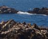 Point Lobos State Marine Conservation Area - Monterey CA