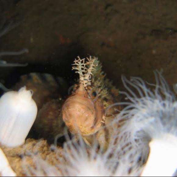 Point Lobos State Marine Conservation Area - Mossy-Head War Bonnet