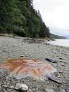 Jellyfish Dive - badintexas