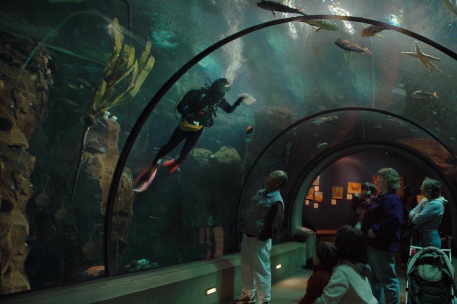 Oregon Coast Aquarium - Divesite 4855 5188