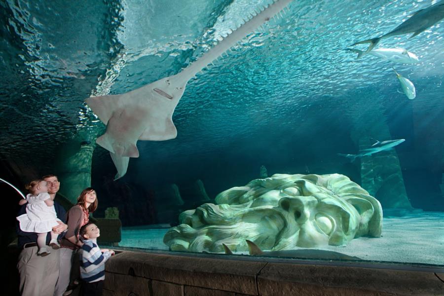 Sea Life Minnesota Aquarium - Sea Life Minnesota Aquarium