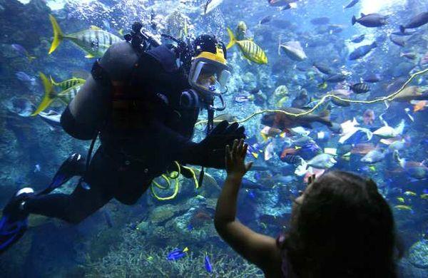 Aquarium of the Pacific - Aquarium of the Pacific