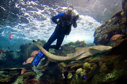 Aquarium of the Pacific - Aquarium of the Pacific