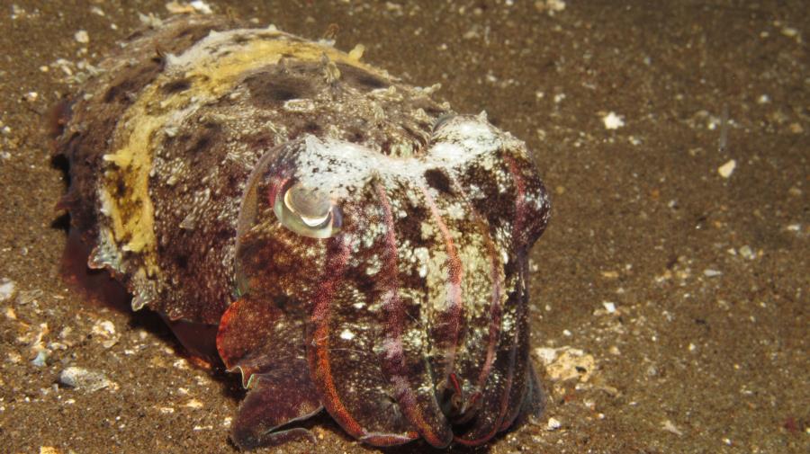 Dumaguete, Philippines - Flamboyant cuttlefish