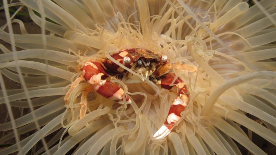 Dumaguete, Philippines - Crab
