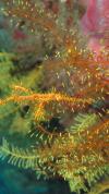 Verde Island, Philippines - Ornate Ghost Pipe Fish