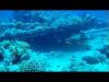Shark and Yolanda Reef - Egypt