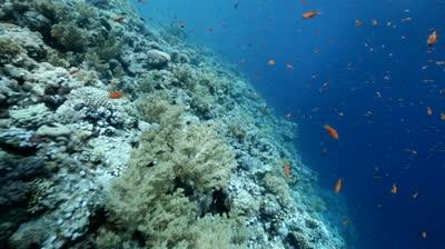 Jackson Reef - Straits of Tiran - Jackson Reef - Straits of Tiran