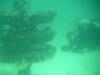 Navarre Marine Sanctuary - Platters & Diver