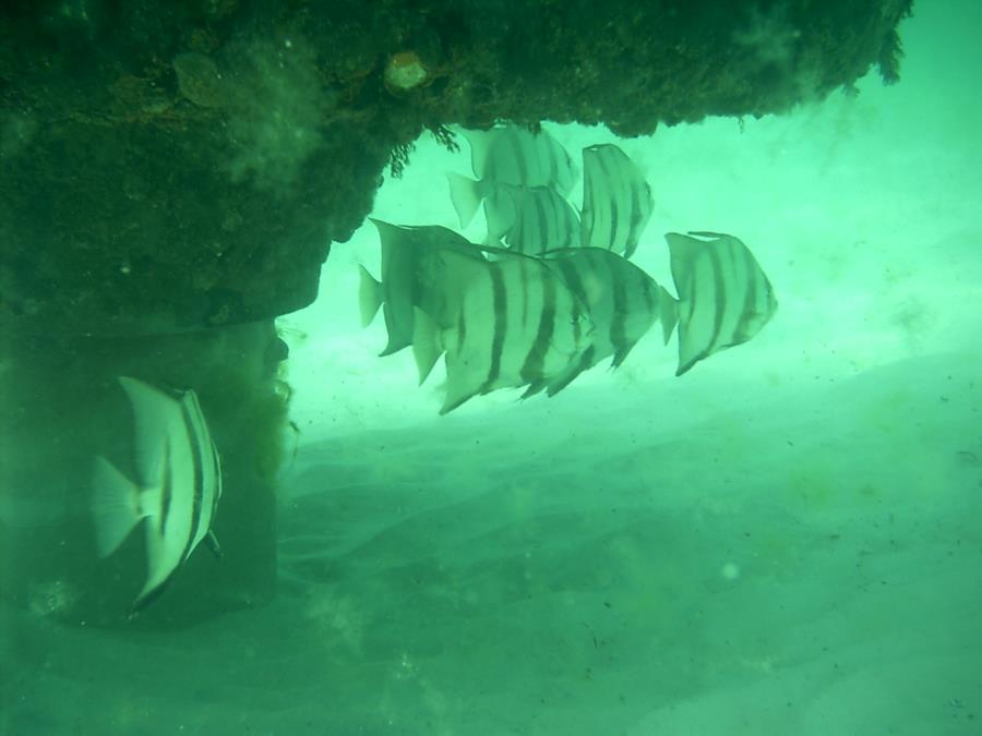 Navarre Marine Sanctuary - Fish under the platters