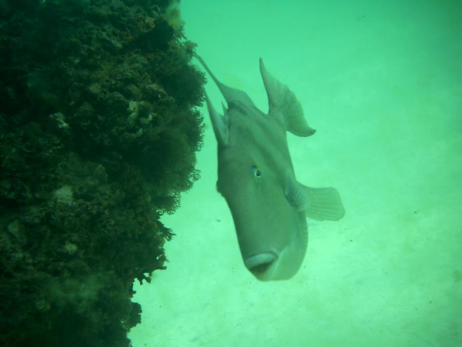 Navarre Marine Sanctuary - Fish near the platter