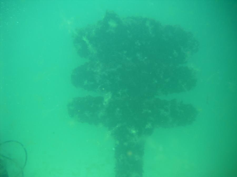 Navarre Marine Sanctuary - Tree of platters