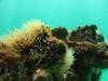 Navarre Marine Sanctuary - Blenny