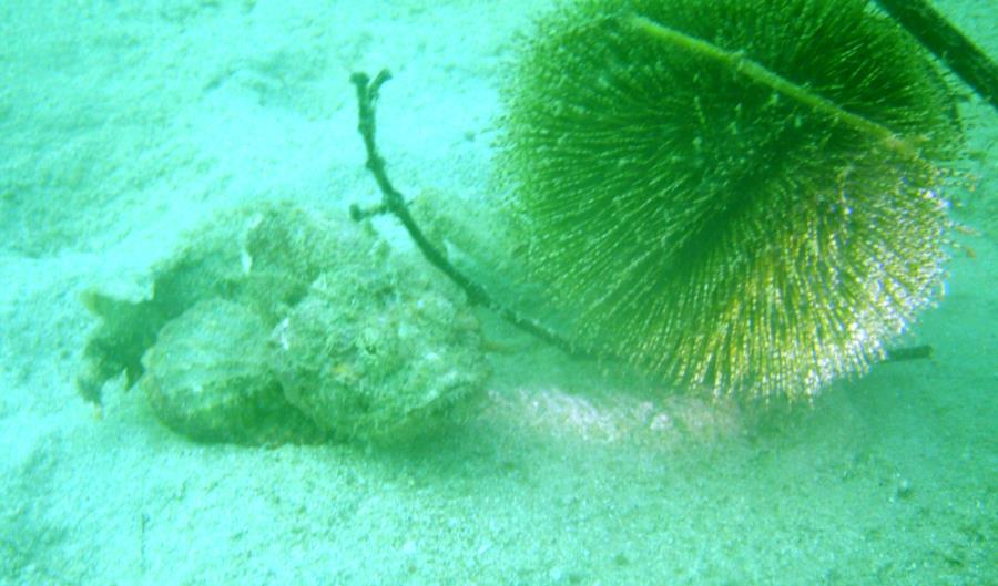 Sharp Island - Decorator Crab and Scorpion Fish