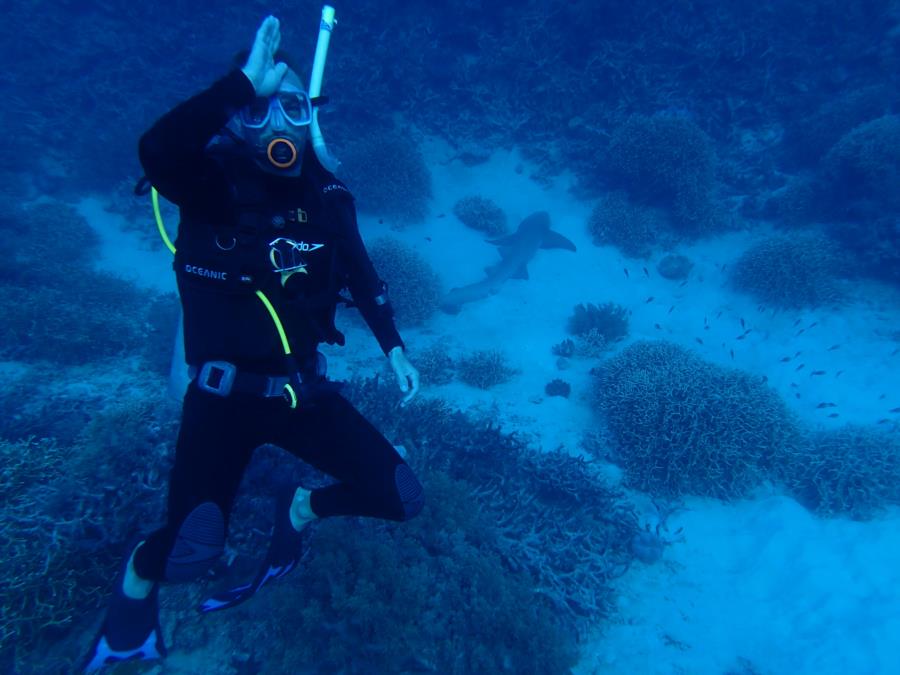 Thetford Reef - Lazy Shark