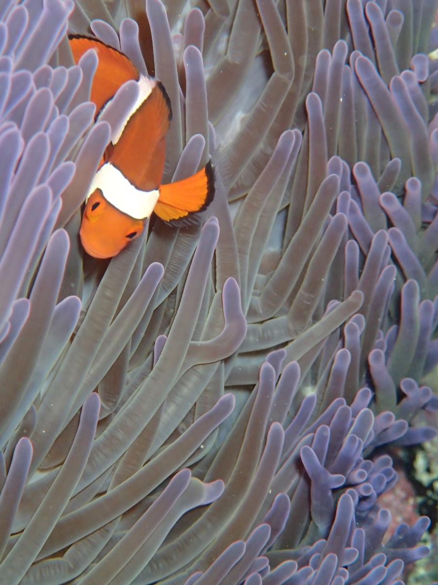 Thetford Reef - Nemo in Purple Anenome